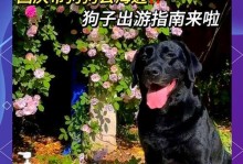 带狗去洗澡的注意事项（如何确保狗狗洗澡的安全与舒适）