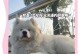 萨摩犬洗澡频率探究（了解萨摩犬洗澡的最佳时间和频率）