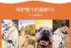 金毛补钙时间表及实用措施（科学合理的补钙计划助力金毛健康成长）