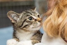 猫咪为什么经常抽搐？（探究猫咪抽搐咳嗽的原因和治疗方法）