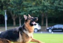 六个月德牧的营养需求与狗粮选择（了解德国牧羊犬在六个月龄时的饮食需求，选择适合的狗粮）