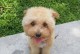 比熊与猎犬的完美配对（探讨比熊与猎犬混血后的优良特性和适应能力）