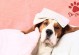 狗咳嗽如何治疗？（宠物狗咳嗽的原因和处理方法，让你的宠物健康快乐。）