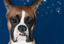 拳师犬的饮食需求和营养搭配（了解拳师犬的饮食需求及科学搭配，让它健康快乐）