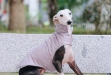 灵缇犬的饮食需求与注意事项（探索灵缇犬食谱的关键）