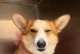 犬瘟病的寿命长短与关键因素（了解犬瘟病对犬只寿命的影响以及如何延长其生命）