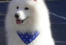 以萨摩耶可以养多久？（探究以萨摩耶狗狗的寿命与养育时间）
