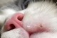 常见宠物病例解析——猫眼睛鼻子有黑点（了解猫咪的身体健康状态，预防和治疗黑点病）