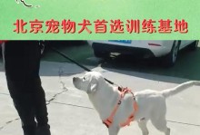 如何有效训练泰迪（培养泰迪的好习惯，提高训练效果）
