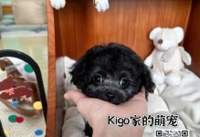 家养贵宾犬种及其特点（了解泰迪犬和其他常见家养贵宾犬种的魅力）