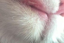 宠物猫咪为什么半边嘴巴肿起来？（深入解析猫咪嘴巴肿起来的原因和应对策略）