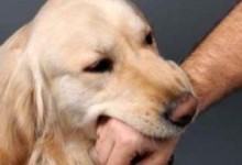 狗狗打疫苗的时间表与注意事项（如何保障宠物的健康？）