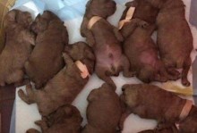 泰迪犬孕育的症状及注意事项（了解泰迪犬怀孕后的表现与护理常识）
