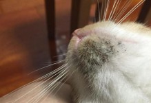 猫咪蹭主人是撒娇吗？（猫癣的传染性小心人也会中招）
