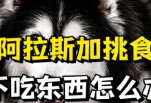 阿拉斯加的饮食时间和训练方法（每天几点最好喂食？如何训练阿拉斯加吃饭？）
