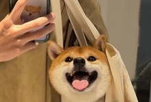 狗狗的外貌特征与特点（揭秘狗狗的神奇外貌与各类特征）