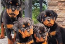 城市养什么护卫犬？（选择适合都市生活的护卫犬品种）