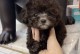 养泰迪犬须知（保护爱宠健康，合理预防疾病）