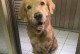 金毛犬为什么不吃东西？（探究金毛犬食欲不振的原因及解决方法）
