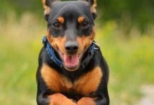 如何训练你的杜宾犬（用科学方法培养忠实、聪明的宠物）