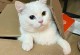 绝育完的猫该如何饮食？（合理搭配食物满足猫咪的营养需求）
