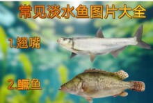 淡水鱼的种类及其多样性（探索淡水鱼的丰富种类和名称集）