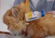 小猫预防针的重要性（保护爱宠健康，预防疾病）