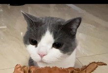 美短蓝猫的饮食需求与喜好（探究美短蓝猫的食物偏好和营养需求）