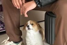 狗仔什么时候可以吃饭？（探究狗仔的饮食时间及养成良好的饮食习惯）