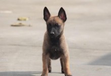 宠物马犬的洗澡技巧（全方位教你如何给马犬洗澡，做好宠物护理）