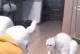 揭秘猫咪最怕的五大物体（从恐惧到逃离，揭开猫咪内心最深处的恐惧源泉）
