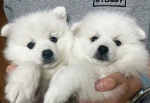 银狐犬的价格及喂养训练方法（了解银狐犬的价格和如何喂养训练它们，让你的银狐犬健康快乐）