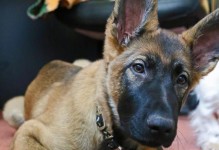 以马犬的个性与适应性（探索以马犬的性格特点及其适应各类环境的能力）
