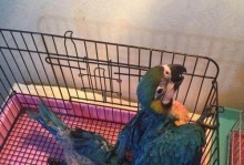 大绯胸鹦鹉的饲养指南（如何做到安全、健康和快乐？）