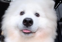 萨摩犬的日常遛步时间有多久？（探索萨摩犬遛步时间的重要性和建议）