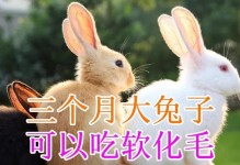 兔子的日常饮食及健康（兔子的饮食习惯、主要食物及养殖要点）