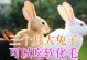 兔子的日常饮食及健康（兔子的饮食习惯、主要食物及养殖要点）