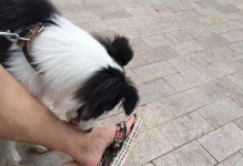怀孕后为什么狗狗会舔脚？（了解狗狗舔脚的原因和必要性）