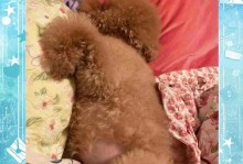 年幼与成年泰迪的食量变化（从婴儿到成年犬，泰迪食量的逐渐增长）