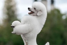 贵宾犬的理想毛色选择（从颜色到品味，贵宾犬的优雅之美）