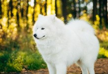 白领领的狗-探寻白色毛发品种的秘密（揭开白色毛发犬种之谜宠物世界中的神秘珍稀）