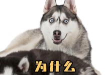 哈士奇为什么会狼嚎？（探究哈士奇狼嚎的原因与意义）