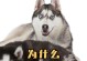 哈士奇为什么会狼嚎？（探究哈士奇狼嚎的原因与意义）