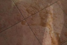 狗持续呕吐褐色物质的原因与治疗方法（狗呕吐褐色物质，有可能患有胃肠道疾病）