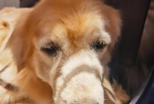 狗狗硬了是什么样子的？（揭秘狗狗的勃起现象及其表现特征）