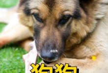 狗狗35天能吃什么水果？（探究狗狗35天饮食中的水果选择）