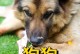 狗狗35天能吃什么水果？（探究狗狗35天饮食中的水果选择）