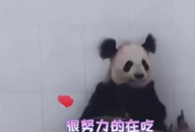鹩哥的野外美食探索之旅（野外美食的丰富选择与鹩哥的亲身体验）
