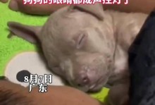 揭秘狗狗打呼噜的原因（四大原因解析狗狗打呼噜，）