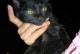 猫咪黑眼睛问题全解！（如何正确应对黑色物质积聚的危害？）